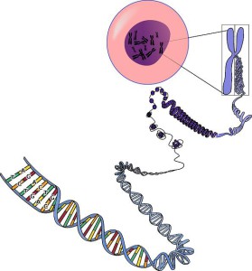 Alterungsprozess Zelle, Chromosomen und DNA